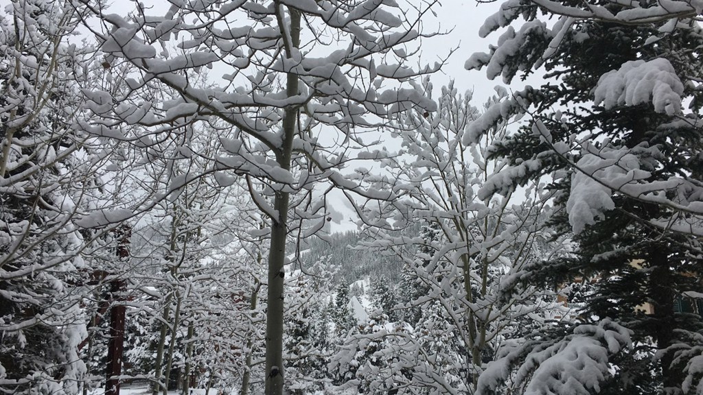  Snowy Trees